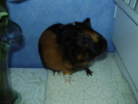 Carlo